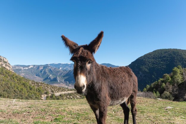 Foto los burros catalanes en los pirineos en españa