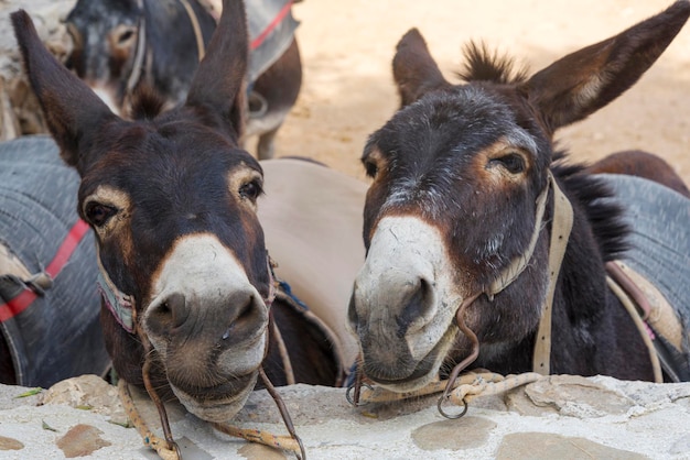 Burros engraçados na fazenda da ilha de Chipre