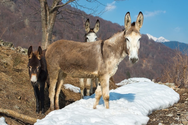 Burros en las montañas