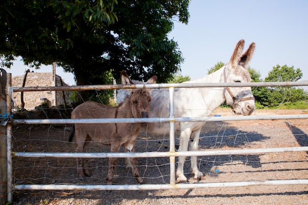 Burros no estábulo