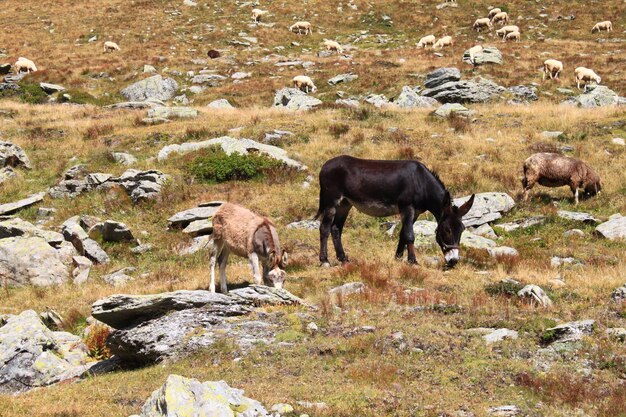 Foto los burros pastando en el campo