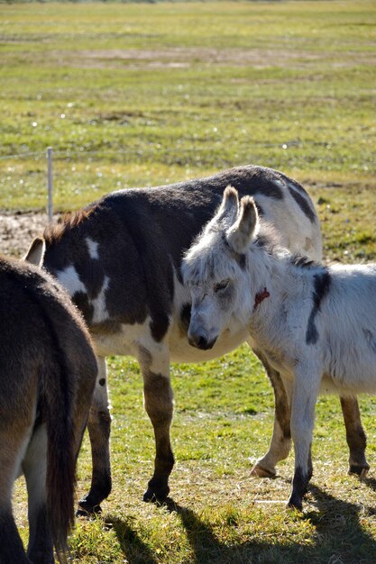 Foto burros de pie en un campo