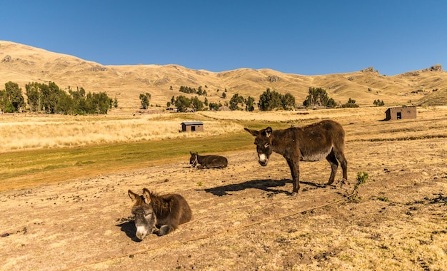 burros próximos na paisagem amarela