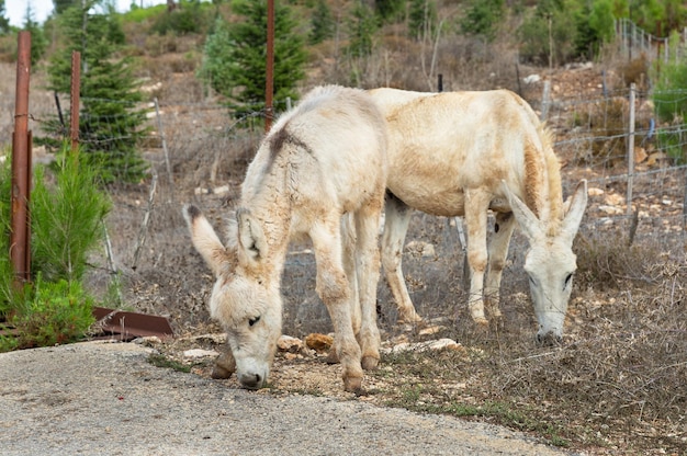 Burros salvajes por la carretera en el norte de Israel