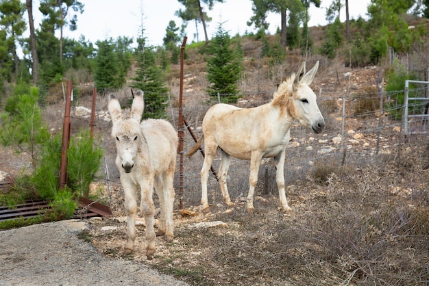 Burros salvajes por la carretera en el norte de Israel