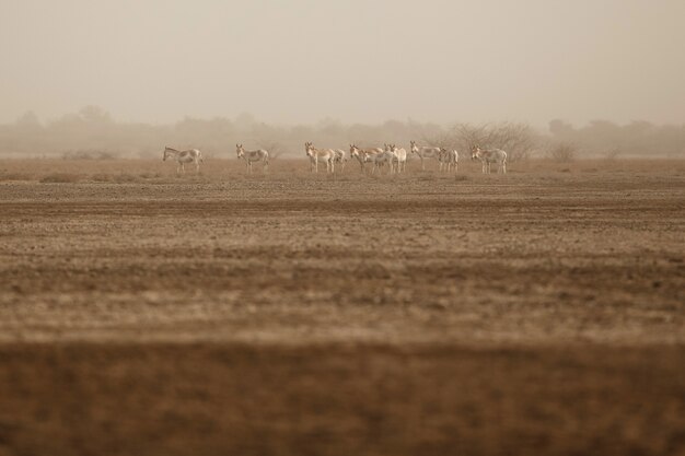 Foto burros selvagens no deserto