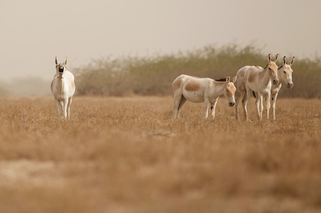 burros selvagens no deserto