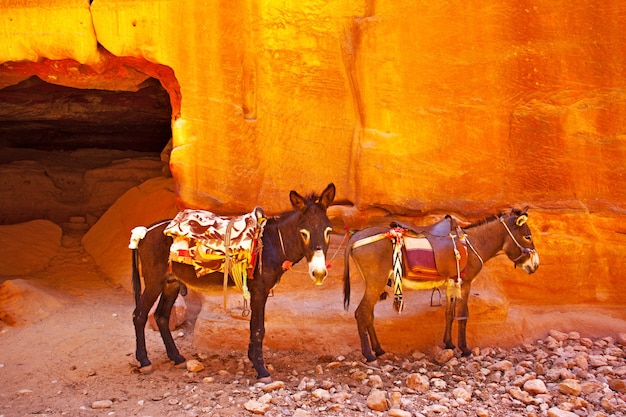 Burros con sillas de montar en Petra. Jordán