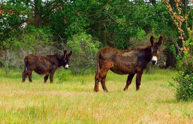 burros zamoranos