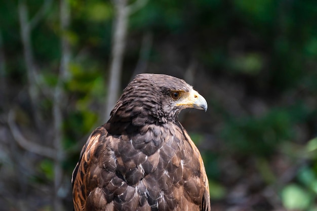 El busardo ratonero, ratonero comun, busardo euroasitico, aguila ratonera, Buteo buteo