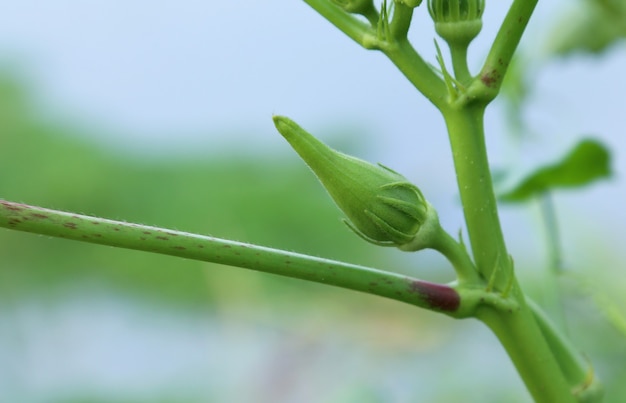 Buscador de jovencitas en la naturaleza