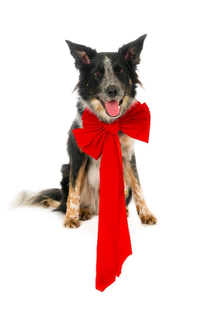 Buscando Border Collie con un gran lazo de Navidad, aislado