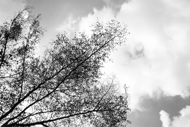 Buscando en el bosque - Resumen de naturaleza de ramas de árbol