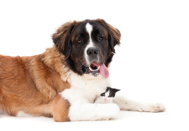 Buscando perro de montaña bernés con un gatito