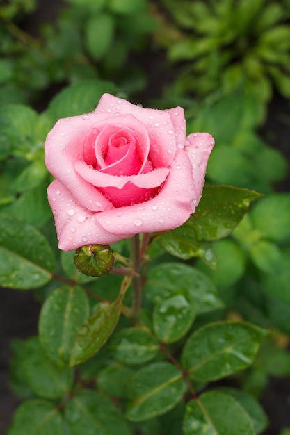 Busch aus rosa Rose mit Wassertropfen, die im Sommergarten wachsen. Geringe Schärfentiefe.