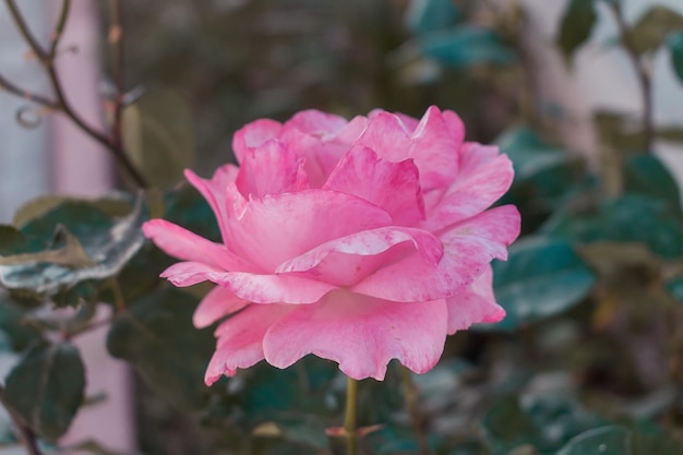 Busch aus rosafarbenen Rosen mit blühenden Blumen.