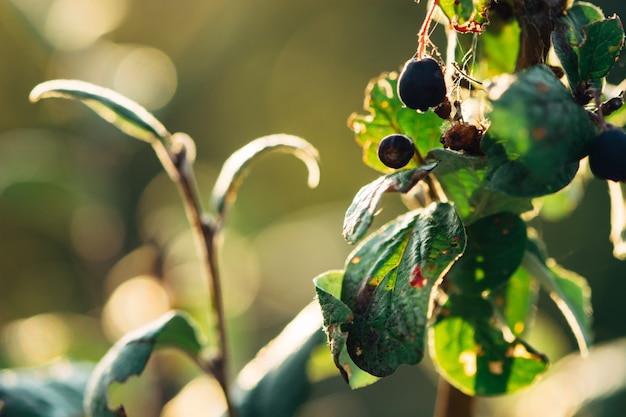 Busch der Cotoneaster auf einer unscharfen