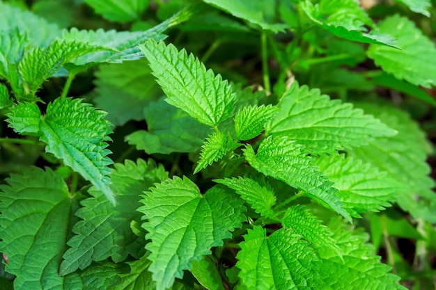 Busch der grünen Brennnessel wächst im Garten