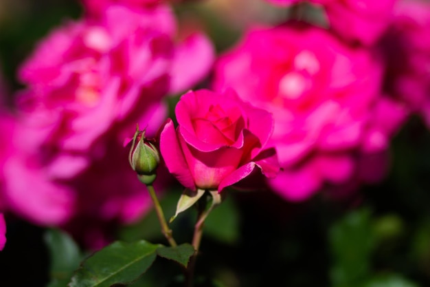 Busch der rosa Rose mit Blütenblumen