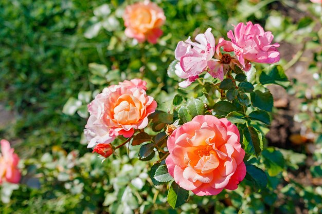 Busch der rosa Rosen Nahaufnahme an einem sonnigen Tag