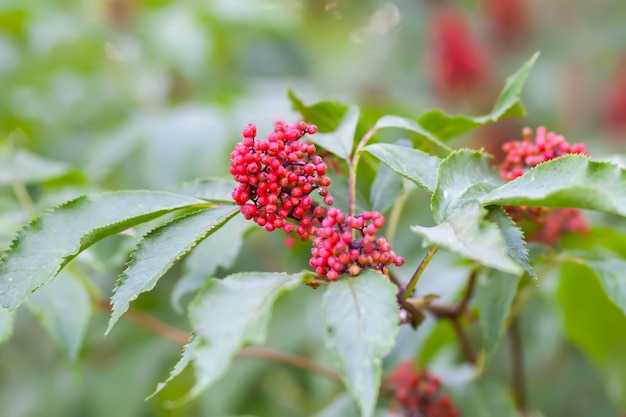 Busch der roten Holunderpflanze Sambucus racemosa