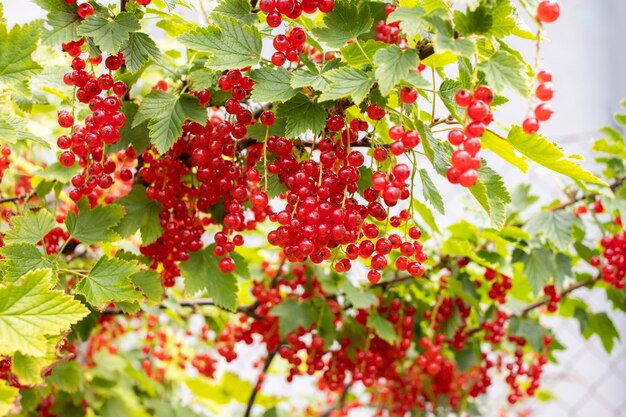 Busch der roten Johannisbeere mit roten reifen Beeren