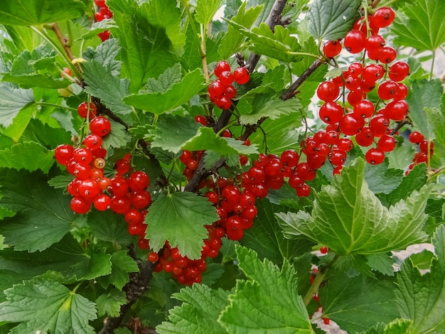 Busch der roten Johannisbeerenbeeren in einem Garten