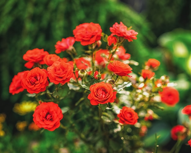 Busch der schönen roten Rosen im natürlichen Licht.