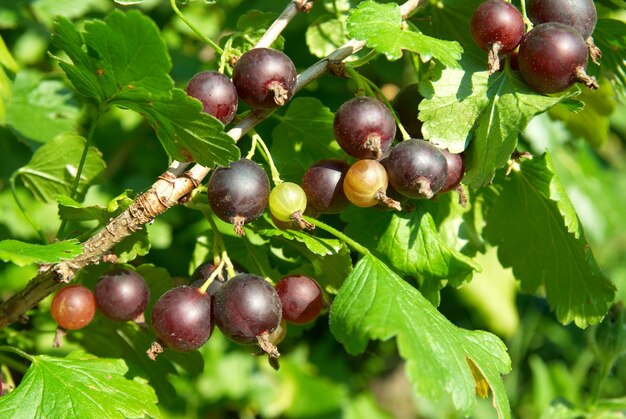 Busch der schwarzen Johannisbeeren mit grünen Blättern