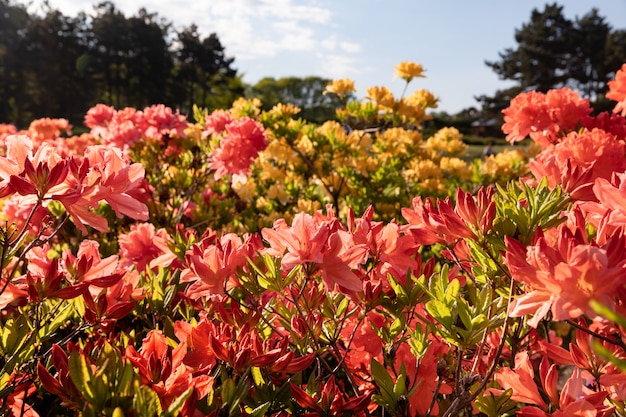 Busch der zarten orange Blüten der Azalee