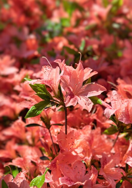 Busch der zarten orange Blüten der Azalee