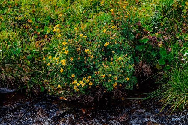 Busch mit blühenden gelben Blüten von Silberkraut nahe Quellwasser Nahaufnahme.