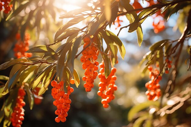 Busch mit hängenden roten Beeren