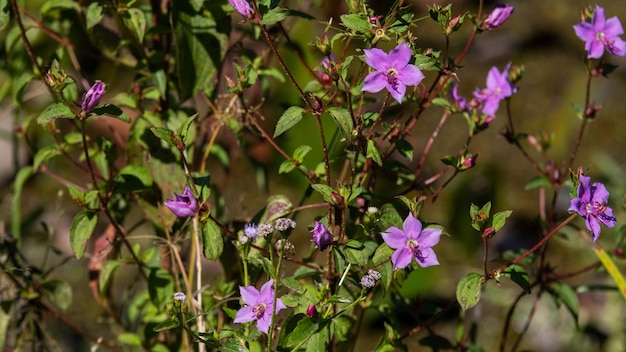 Busch mit kleinen lila Wiesenblumen am sonnigen Morgen