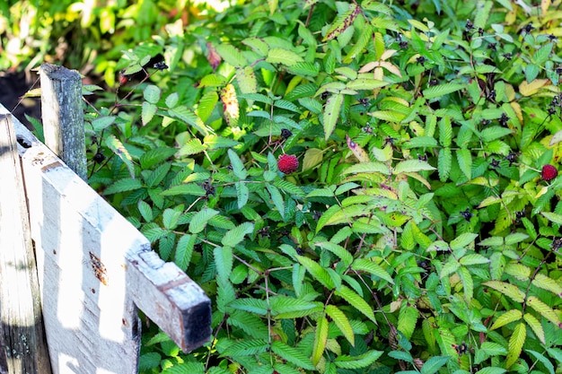 Busch mit roten Himbeeren und grünen Blättern