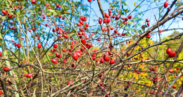 Busch mit roten Hüften wie die September-Naturoberfläche