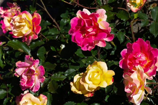 Busch mit vielen bunten Rosen