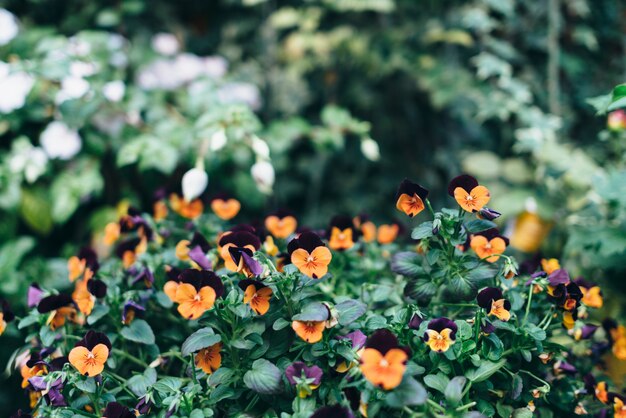 Busch mit vielen kleinen orangefarbenen Blüten