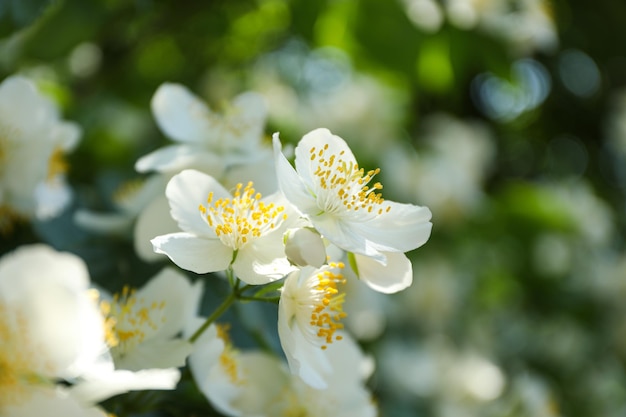 Busch mit weißen Blüten im Freien auf grünem Hintergrund aus nächster Nähe