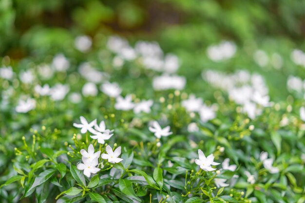 Busch mit weißen Blumen im Vordergrund und einem verschwommenen Bokeh-Hintergrund