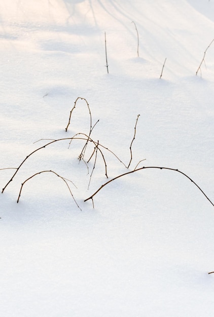 Busch unter Schnee