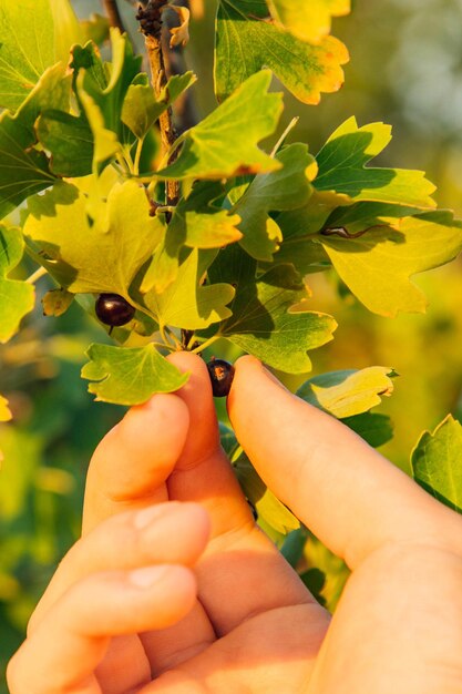 Busch voller Berberitze und Himbeeren im Garten Männliche Hand erntet Beeren Bauernhände mit frisch geernteten Beeren