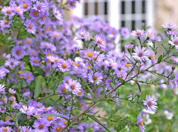 Busch von Asterblumenblühen im Garten eines Landhauses