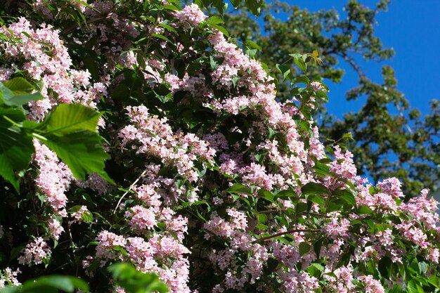 Busch von Kolkwitzia amabilis mit den blühenden Blumen