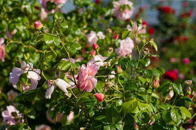 Busch von rosa Rosen im Gartenhintergrund