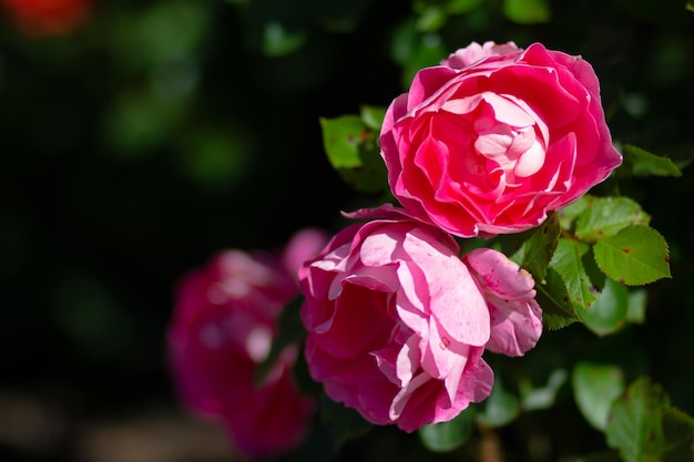 Busch von rosa Rosen mit Blütenblumen