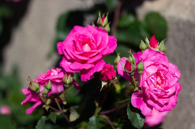 Busch von rosa Rosen mit Blütenblumen