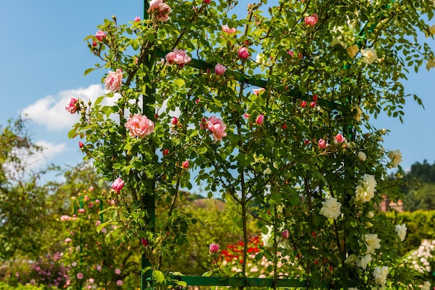 Busch von schönen Kletterrosen in einem Garten Horizontaler Schuss