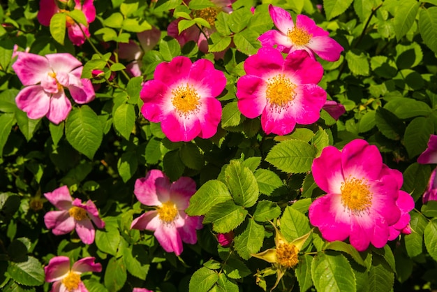 Busch von schönen rosa Heckenrosen in einem Garten