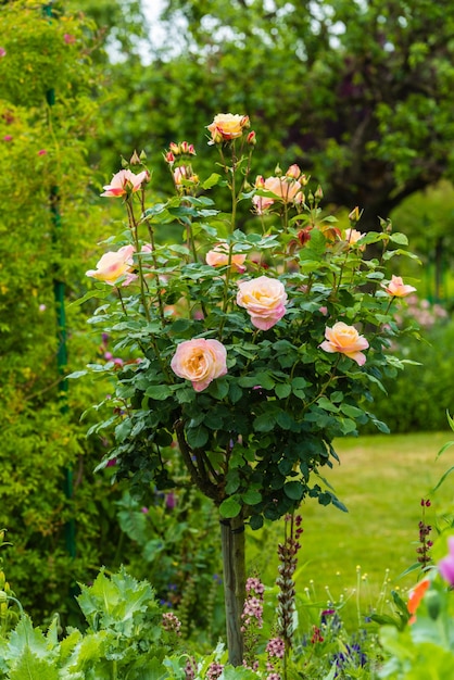 Busch von schönen Rosen in einem Garten